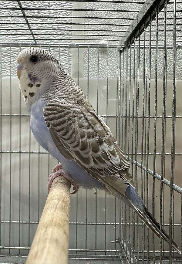 female-bird-for-sale-in-mcconnelsville-oh