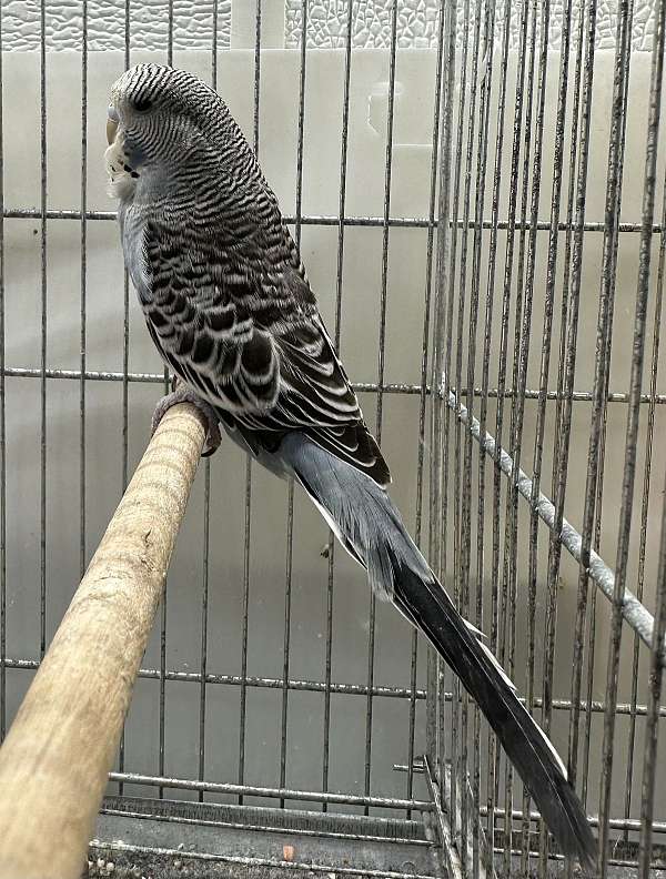 baby-bird-for-sale-in-mcconnelsville-oh