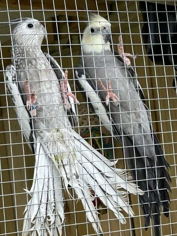 bird-for-sale-in-milford-de