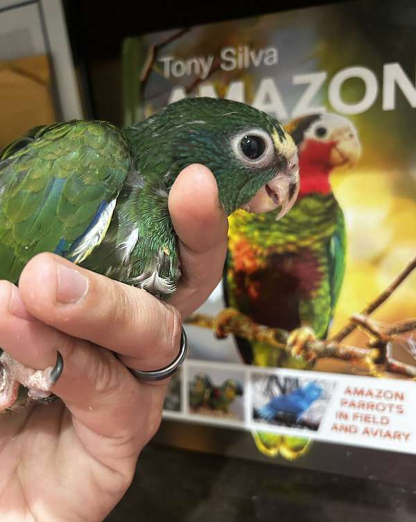 white-capped-pionus-parrots-for-sale-in-tampa-fl