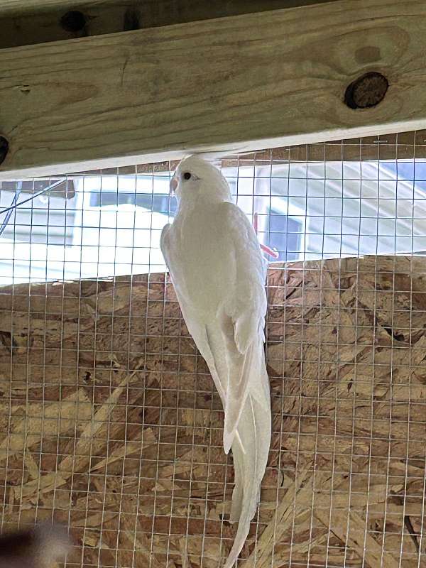 adult-bird-for-sale-in-milford-de