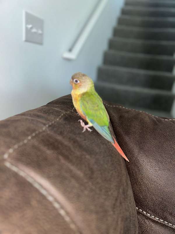 green-cheek-conure-for-sale-in-milford-de