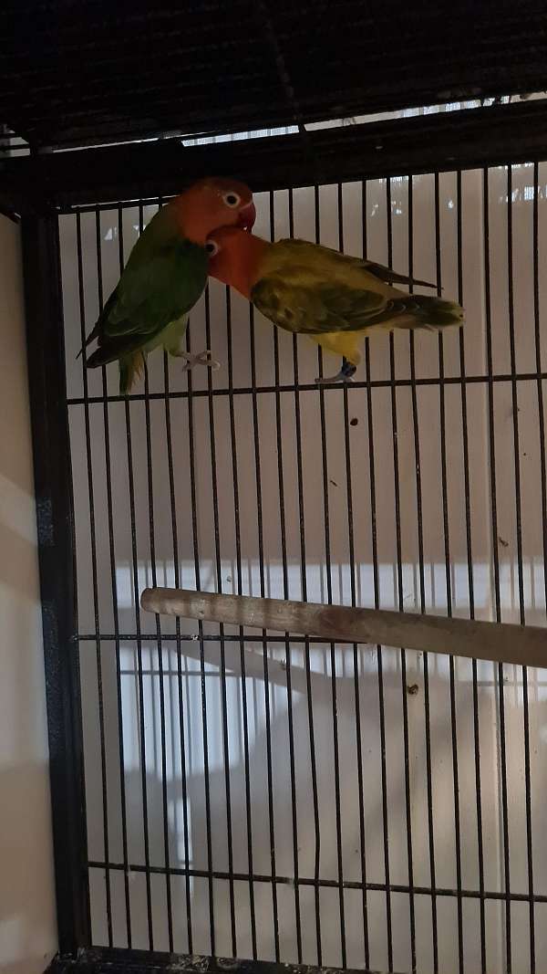 lovebird-for-sale