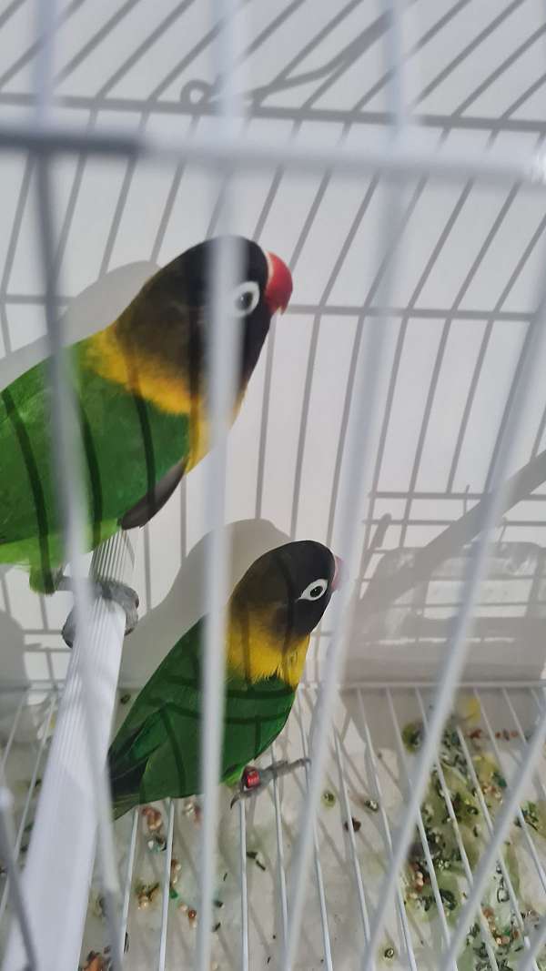 lovebird-for-sale