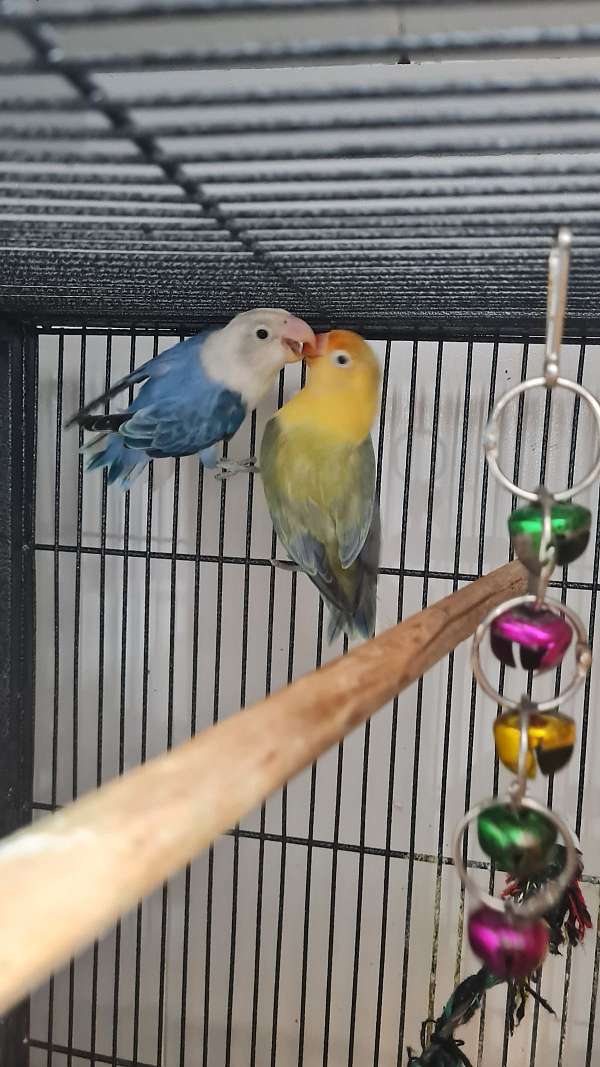 lovebird-for-sale