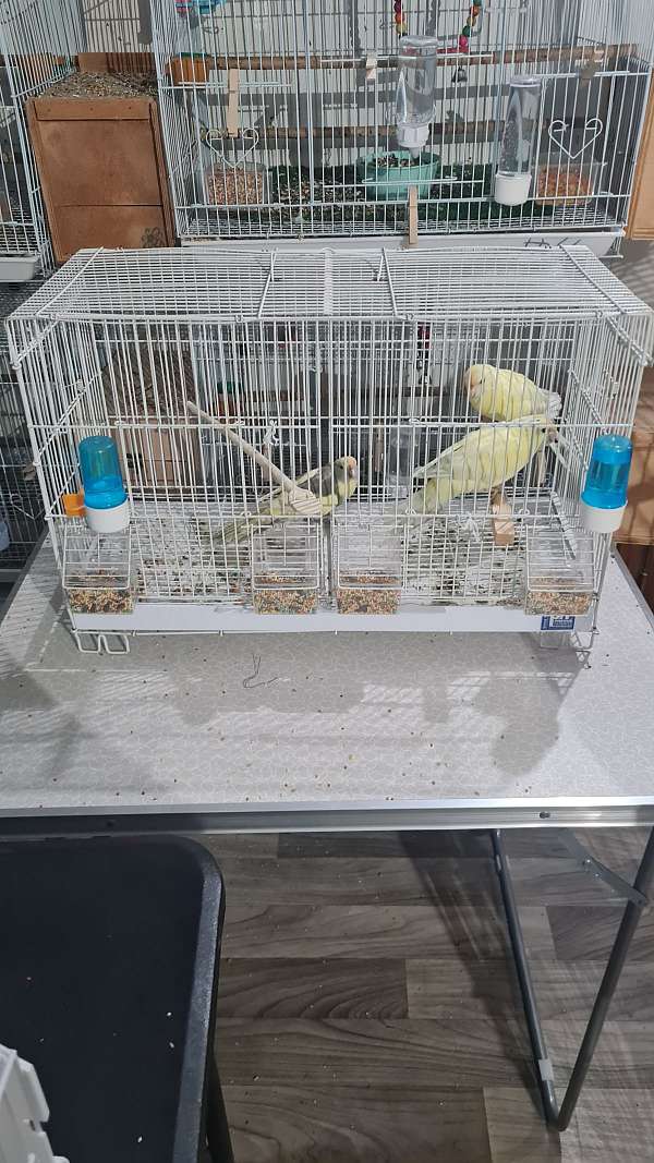 blue-pied-bird-for-sale-in-springfield-ma