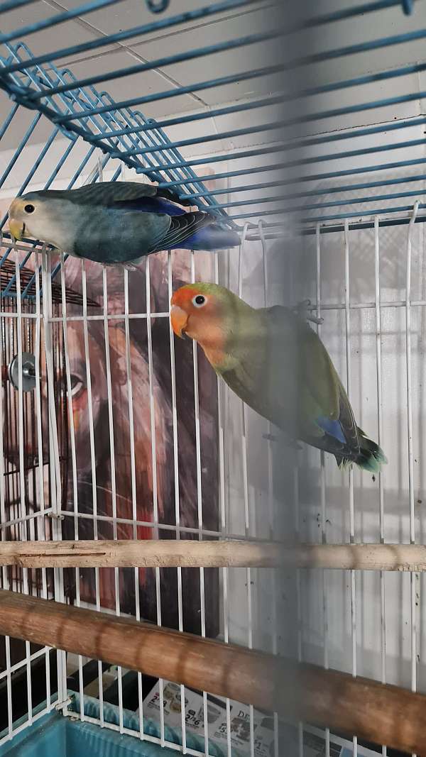 lovebird-for-sale