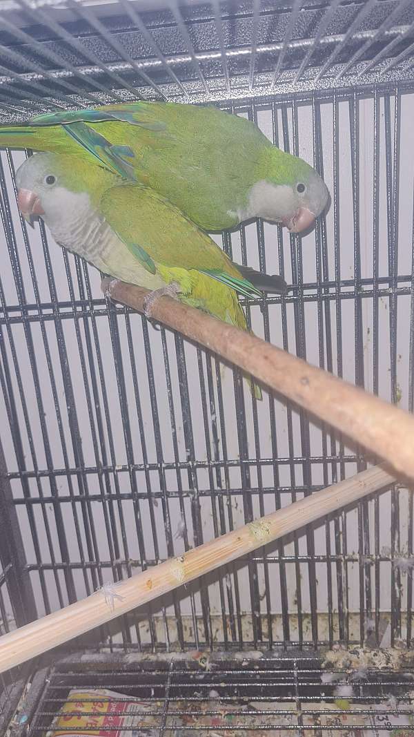 quaker-parrots-for-sale