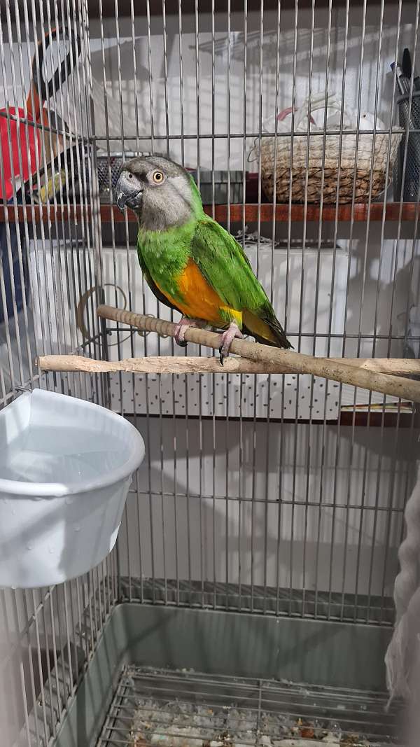 poicephalus-parrots-for-sale-in-springfield-ma