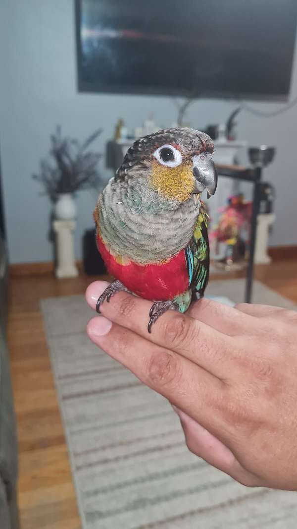 conure-crimson-bellied-conure-for-sale-in-springfield-ma