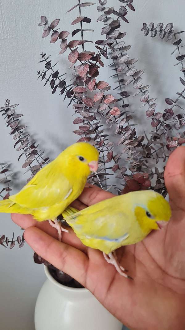 bird-for-sale-in-springfield-ma