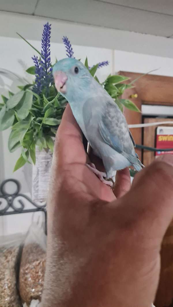 grey-pied-bird-for-sale-in-springfield-ma