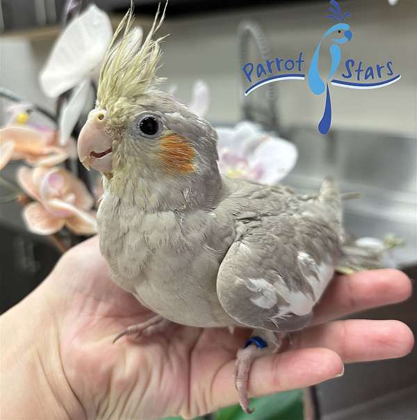 cockatiel-for-sale