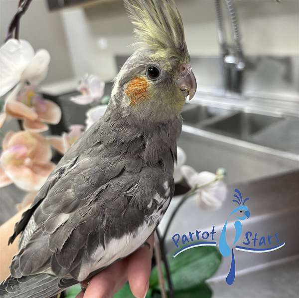 cockatiel-for-sale