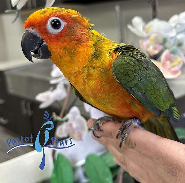 sun-conure-for-sale