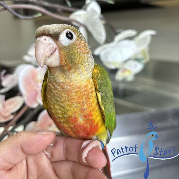 green-cheek-conure-for-sale