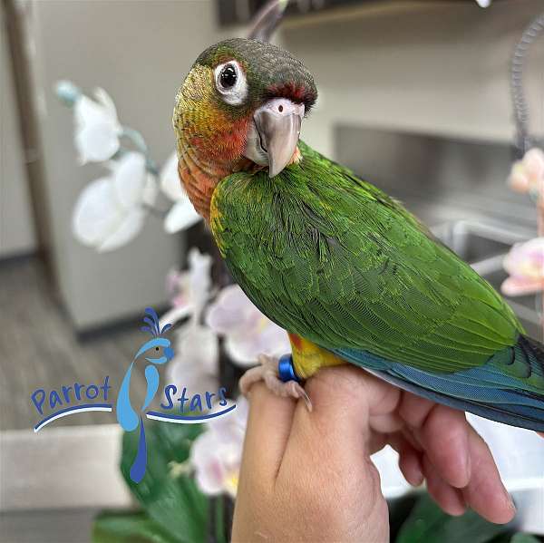 green-cheek-conure-for-sale