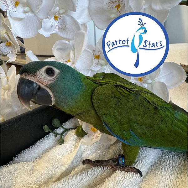 macaw-for-sale