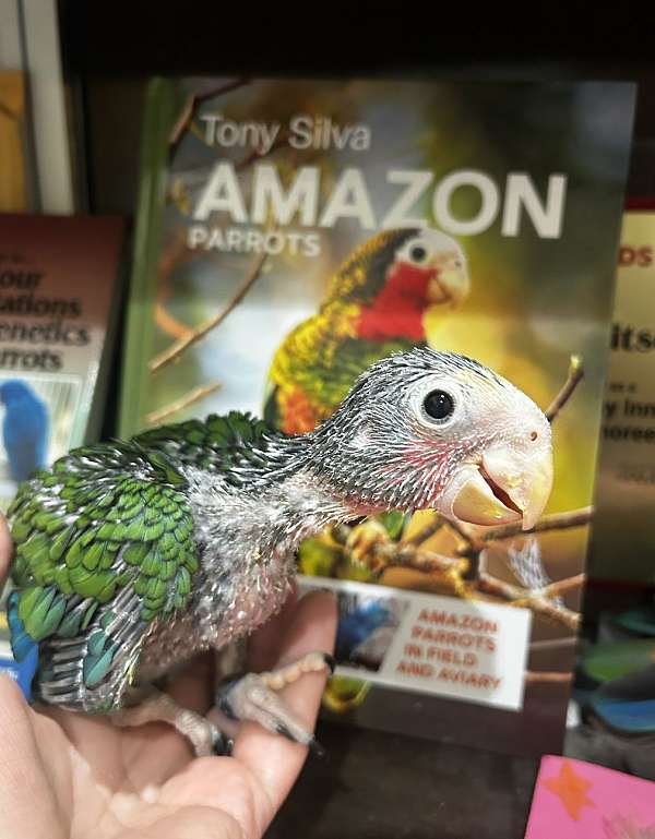 cuban-amazon-parrot-for-sale-in-tampa-fl