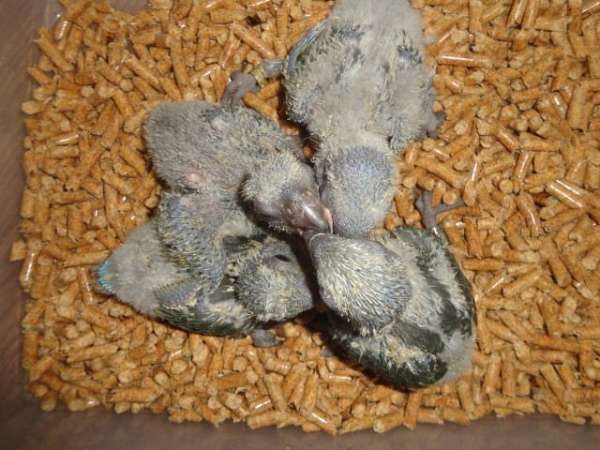 poicephalus-parrots-for-sale
