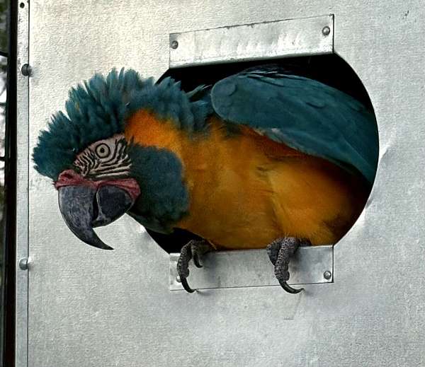 blue-throat-macaw-for-sale-in-copperas-cove-tx
