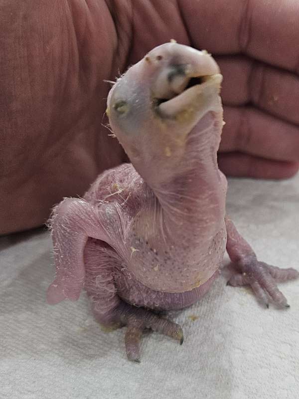 baby-bird