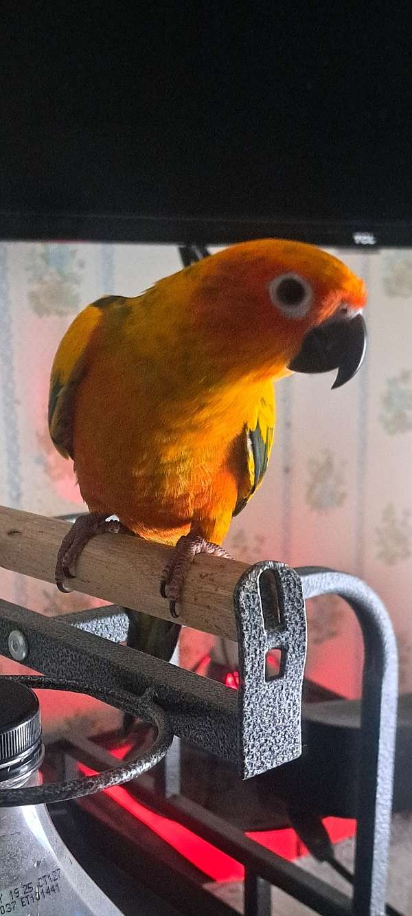 sun-conure-for-sale-in-danville-pa