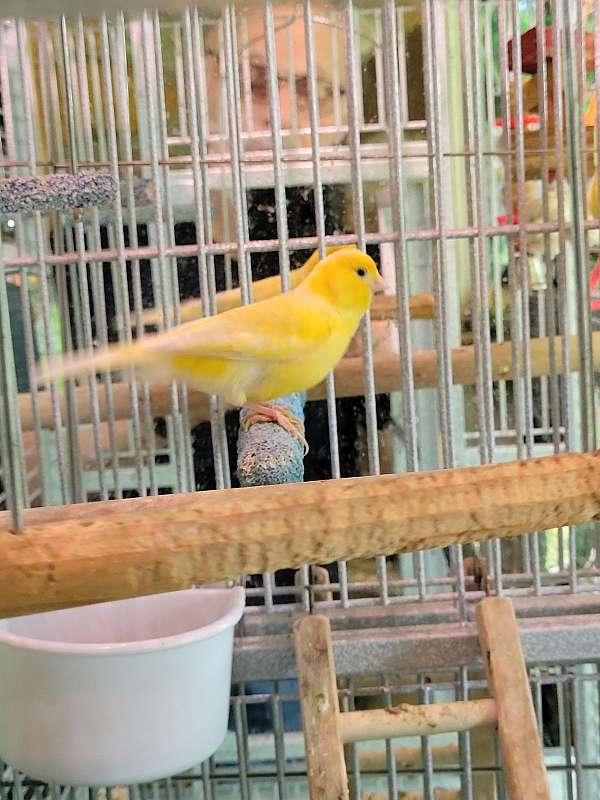 canary-for-sale-in-hendersonville-nc
