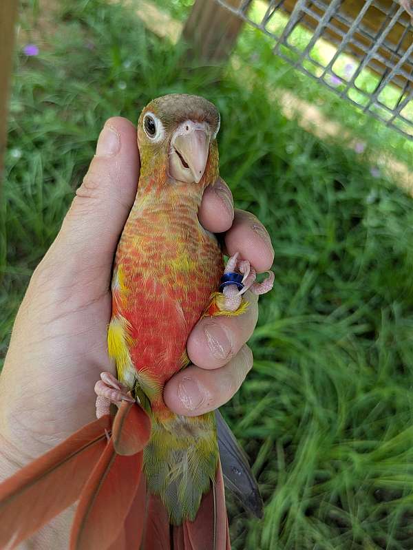 conure-for-sale