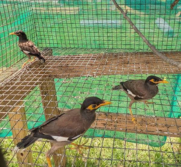 small-mynah-for-sale