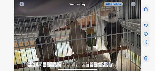 bird-parrot-for-sale-in-gahanna-oh