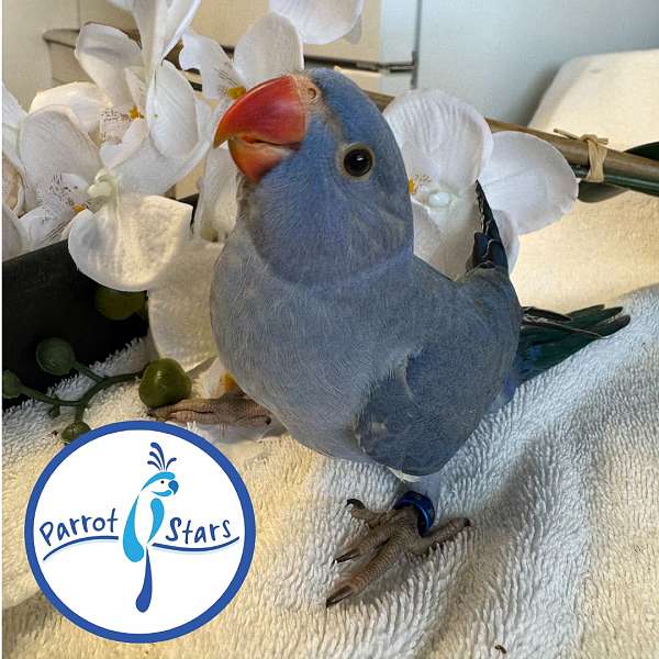 ringneck-parakeet-for-sale