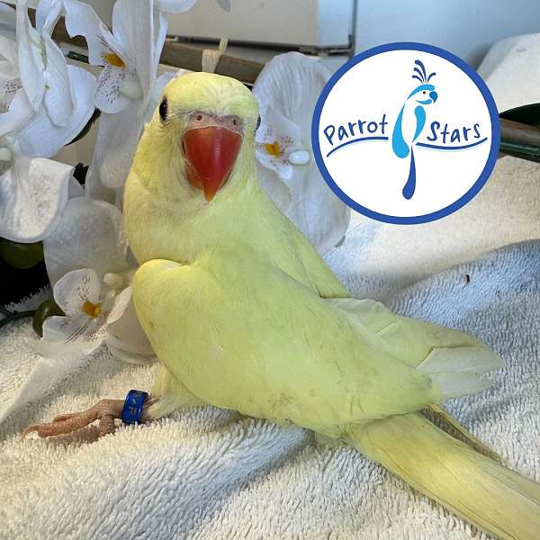 ringneck-parakeet-for-sale