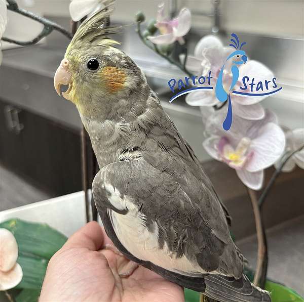 cockatiel-for-sale