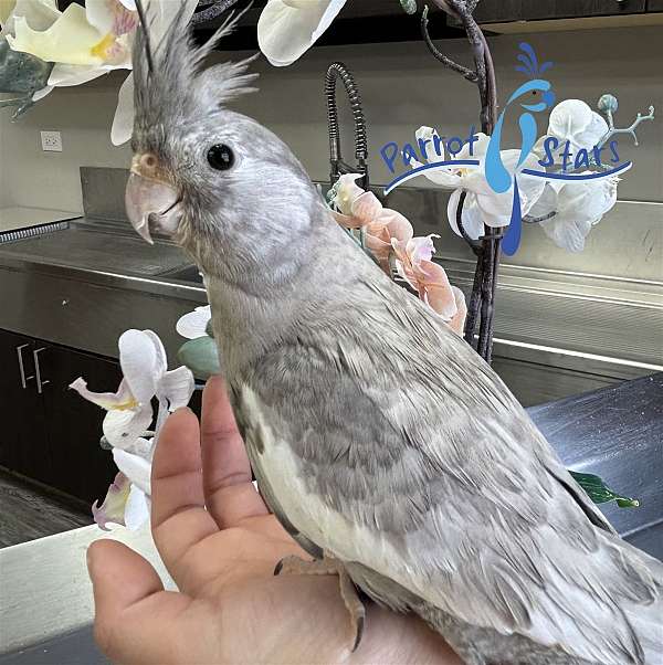 cockatiel-for-sale