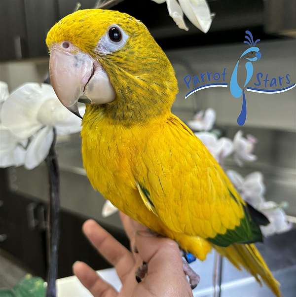 golden-conure-for-sale