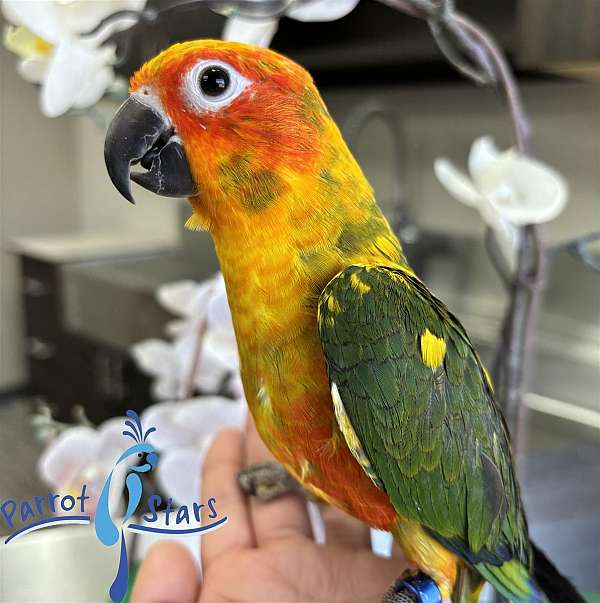 sun-conure-for-sale