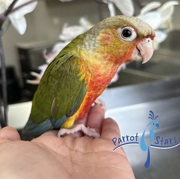 green-cheek-conure-for-sale