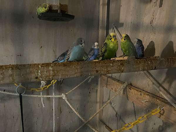 male-female-bird-for-sale-in-rockville-md