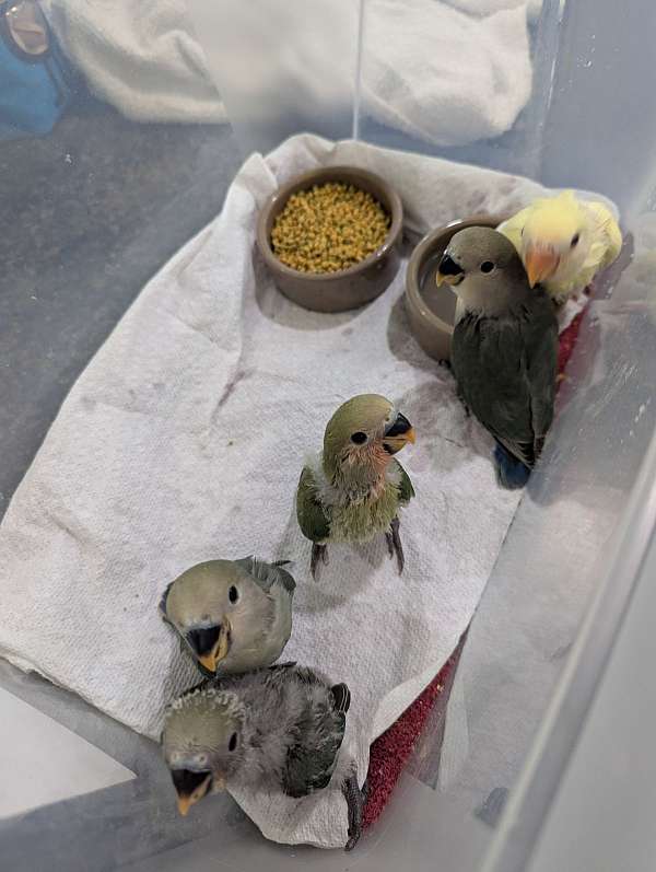 lutino-bird-for-sale-in-rockford-mi
