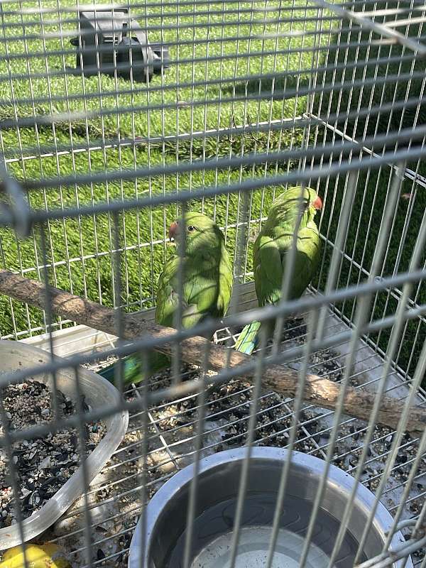 parrot-for-sale-in-los-ngeles-ca