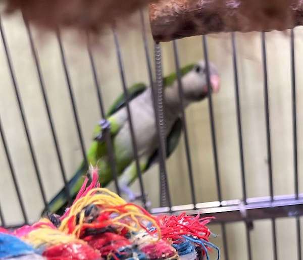 quaker-parrots-for-sale