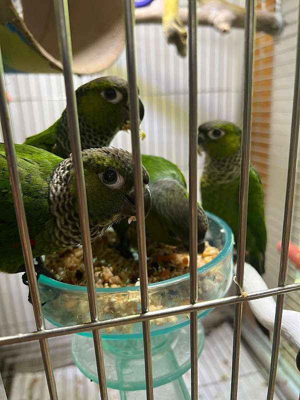 black-capped-conure-for-sale