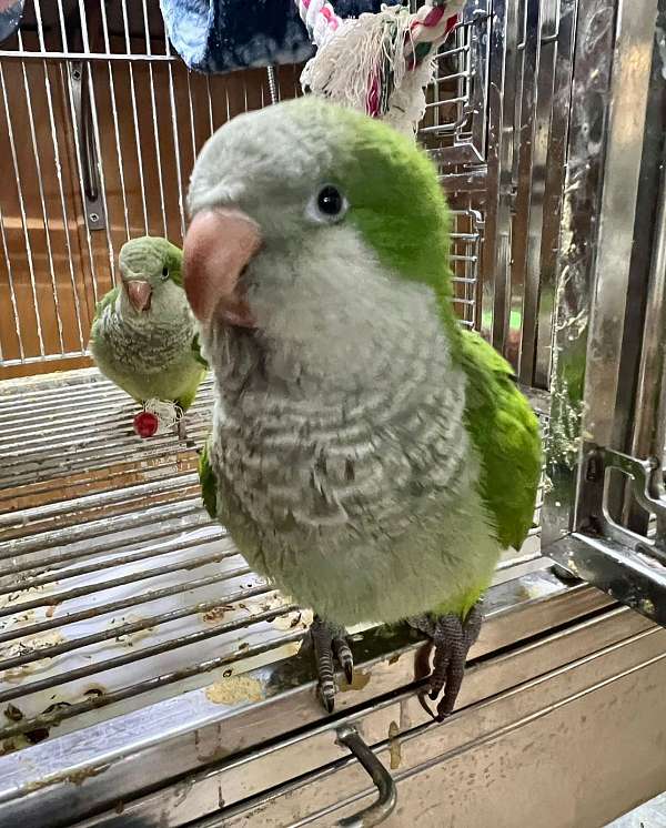 quaker-parrots-for-sale