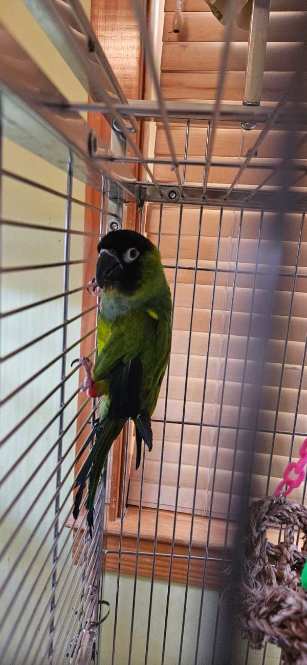 nanday-conure-for-sale-in-stafford-va