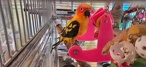 sun-conure-for-sale