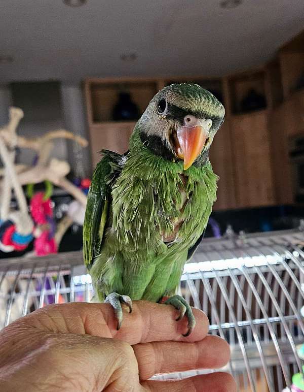 parakeet-for-sale