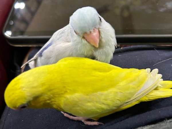 pacific-parrotlet-for-sale-in-navasota-tx