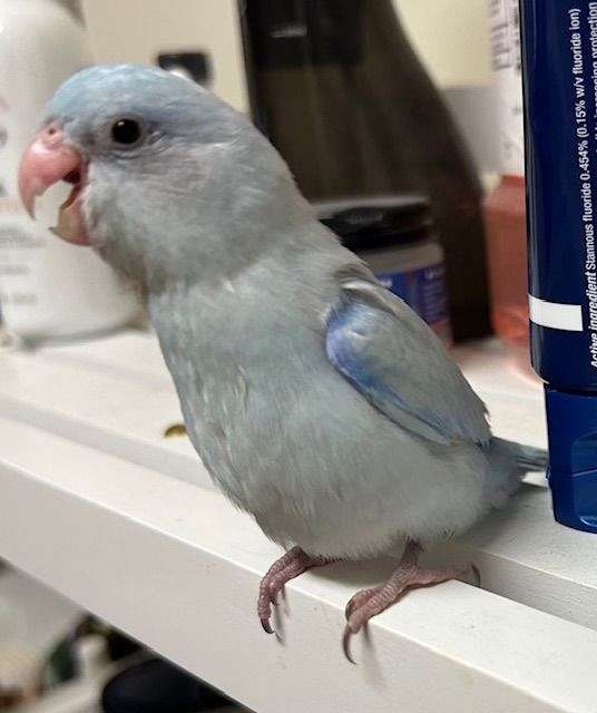 handfed-bird-for-sale-in-navasota-tx