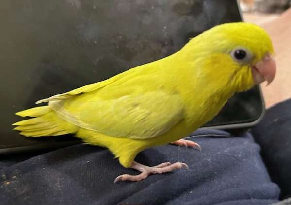 blue-yellow-bird-for-sale-in-navasota-tx